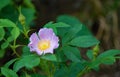 Close-up of a Prairie Rose Ã¢â¬â Rosa setigera